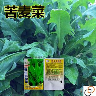 苦荬菜种子 多年生牧草草籽 鱼猪鸡鸭鹅苦麻菜苦麦菜苦买菜苦卖菜