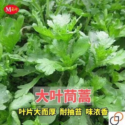 小叶茼蒿种子大全农家茼蒿种籽菜籽四季皇帝菜种苗青菜蔬菜种孑