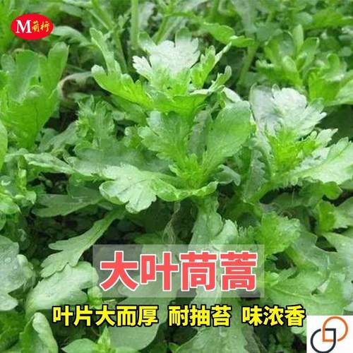 小叶茼蒿种子大全农家茼蒿种籽菜籽四季皇帝菜种苗青菜蔬菜种孑