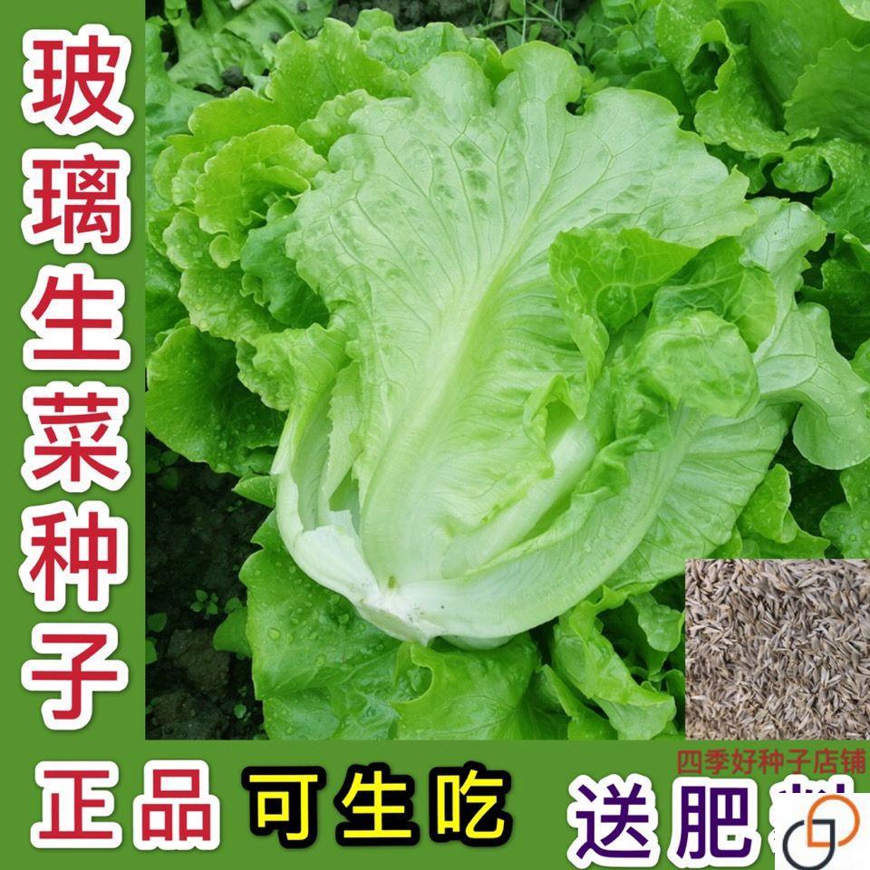 四季甜脆玻璃生菜种子脆嫩生吃生菜种籽阳台四季盆栽春季蔬菜种孑