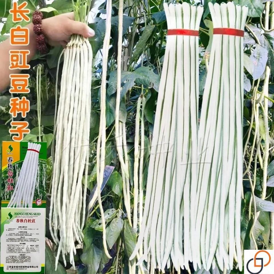 高产特长白豇豆种子厚肉甜豆角大田春夏秋季蔬菜种子春秋耐热耐寒