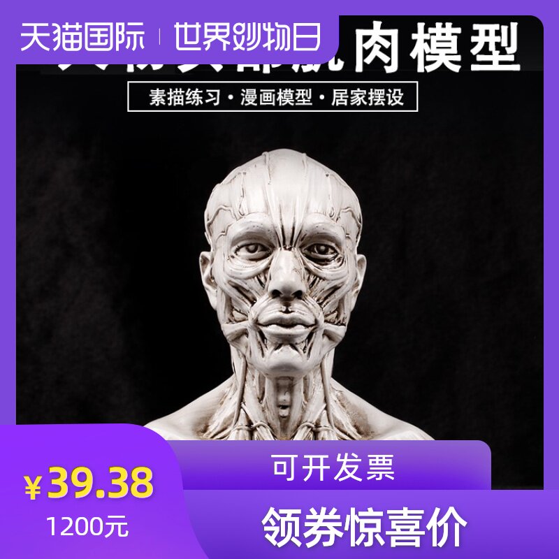 人体头部肌肉结构模型美术教学艺考素描速写写生道具人体头部骷髅