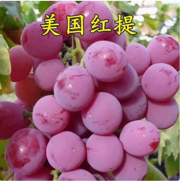 美国红提葡萄苗 红提子 红地球嫁接葡萄树苗当年结果南北方果树苗