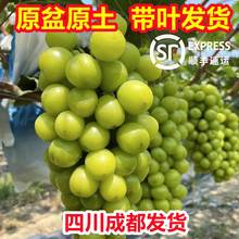 阳光玫瑰葡萄树苗巨峰嫁接葡萄苗子阳台庭院爬藤盆栽地栽当年结果