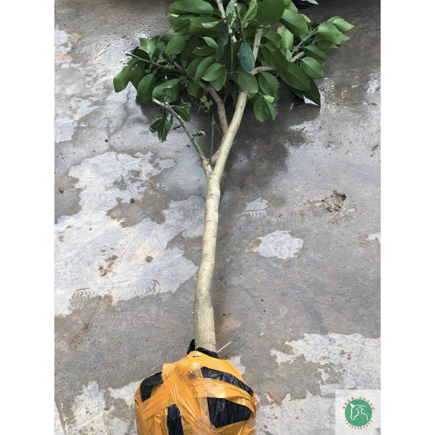 三红柚子蜜大果树苗心当