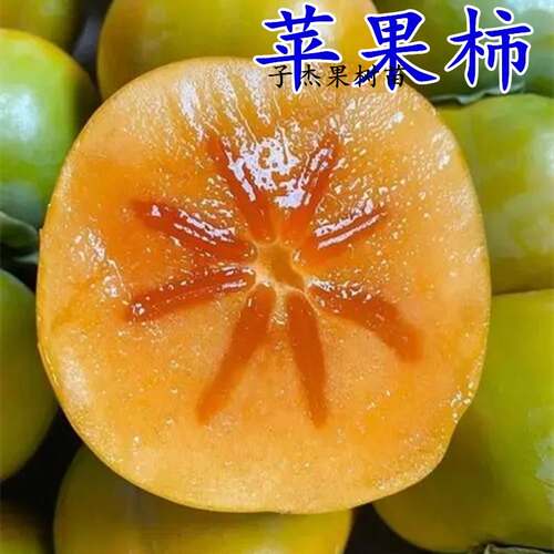 新品种嫁接柿子树苗超甜