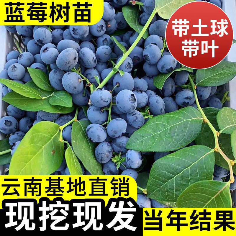 蓝莓树果苗云南兔眼树果苗南方北方种植大果苗阳台盆栽车厘子树苗