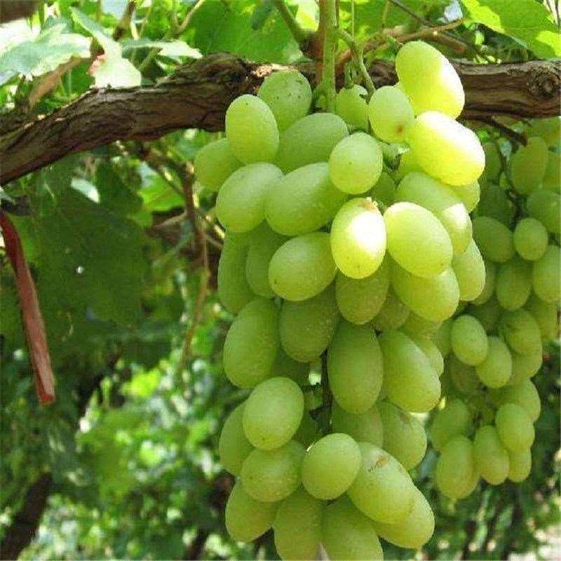 无核马奶提子葡萄苖 大新疆无子白牛奶葡萄树苖 盆栽爬藤四季种植