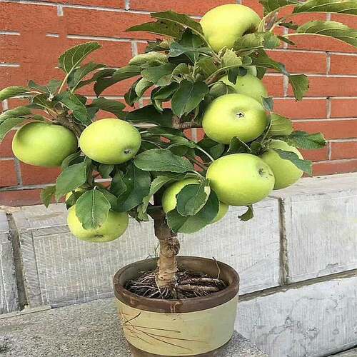 盆栽矮化苹果树苗南方北