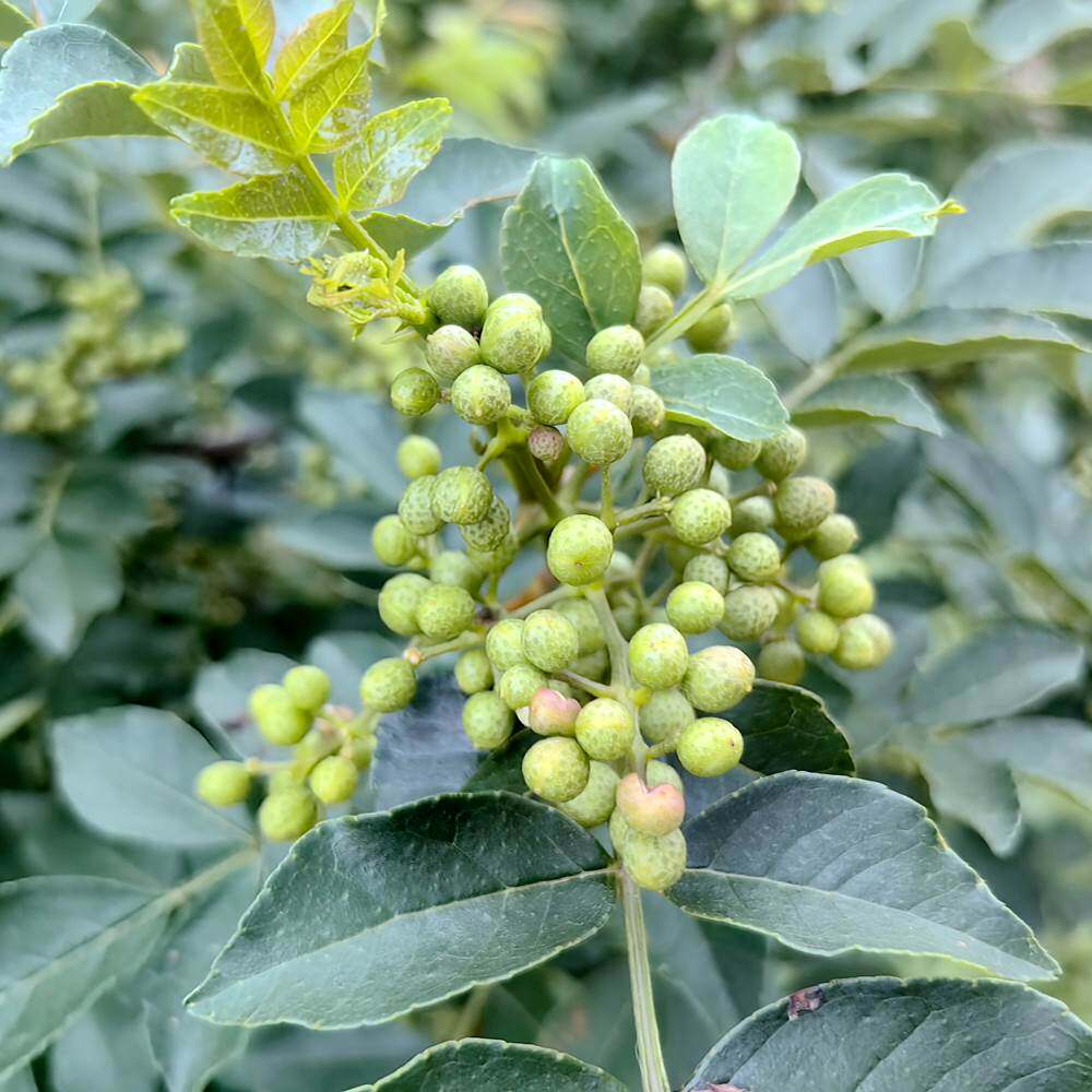 青花椒苗四川九叶青花椒树苗青色的花椒苗麻椒子树苗包技术结果苗