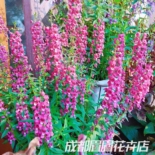 香彩雀盆栽成品带花苞阳台庭院花园耐晒耐热多年生草本花卉工程花