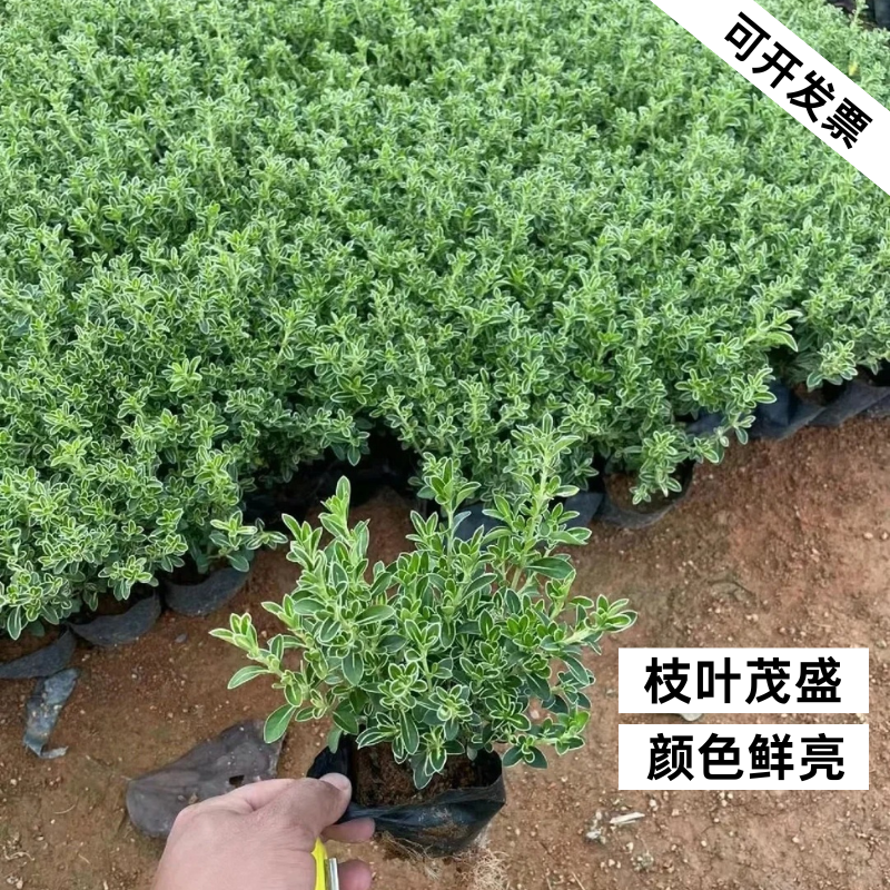 六月雪盆栽苗室内桌面办公桌好养造景绿植悬崖式造型盆景四季观赏