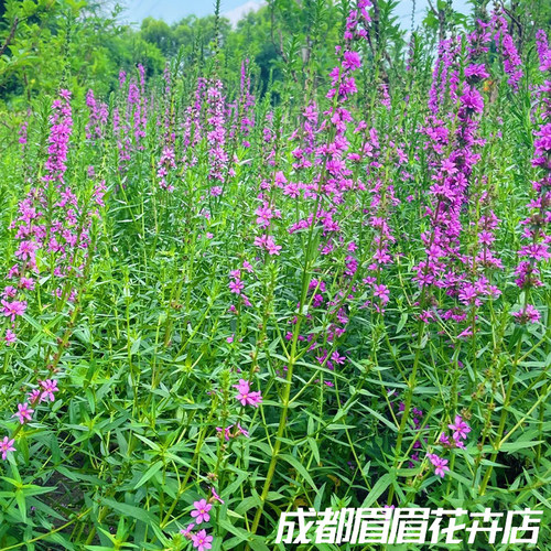 千屈菜盆栽花卉多年生耐寒耐热宿根花园背景高杆花卉水陆两生植物