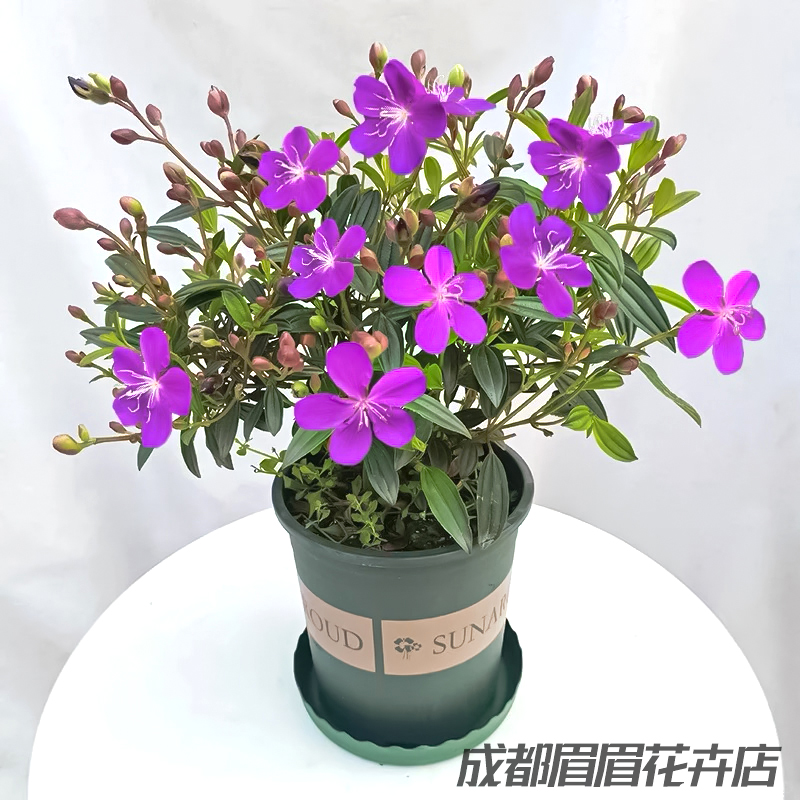 巴西紫牡丹盆栽花苗阳台庭院多年生花卉开花耐寒绿植花镜观叶植物