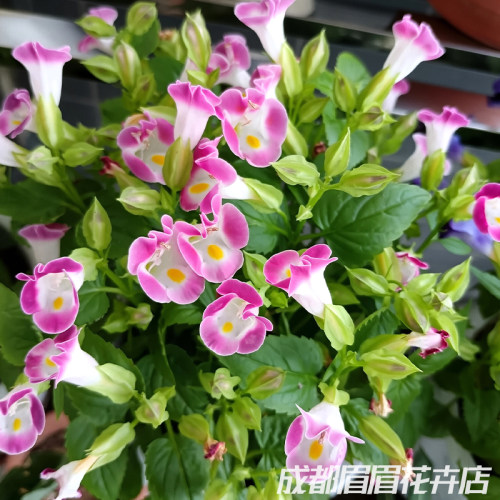 夏堇花苗盆栽多年生宿根花卉庭院花园植物耐热耐寒好养夏瑾花苗