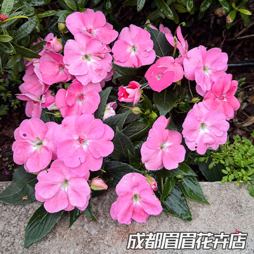桑蓓斯凤仙花盆栽超级凤仙带花苞庭院阳台好养耐热多年生草本植物