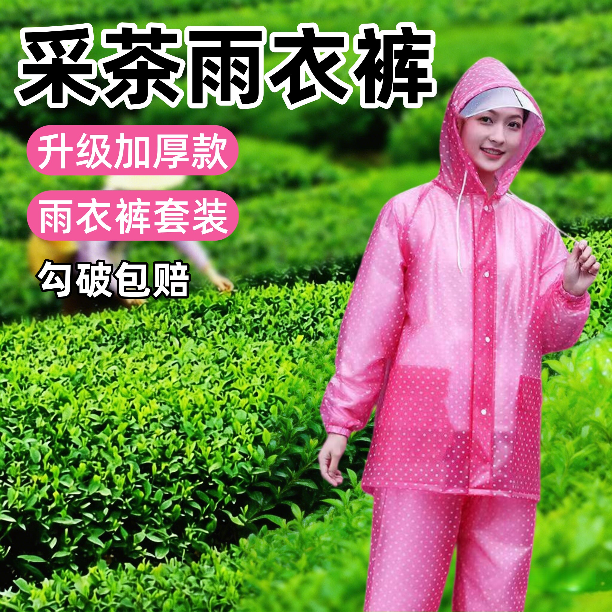 采茶雨衣裤套装加厚农民干活全身防水两件式成人外穿雨衣摘茶叶专