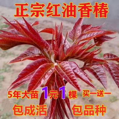 红油香椿树苗耐寒盆栽地栽可食用