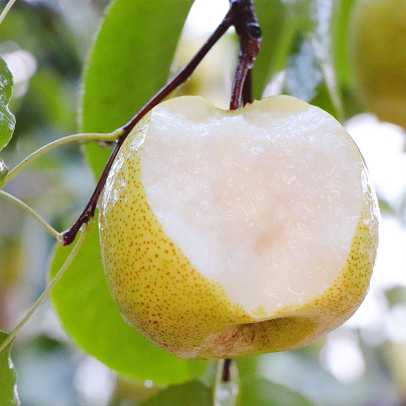 山西运城酥梨礼盒新鲜水果10斤当季整箱现摘贡冰糖梨应季雪梨包邮,水产肉类/新鲜蔬果/熟食,梨,淘宝优惠券,粉丝福利购,淘宝优惠卷