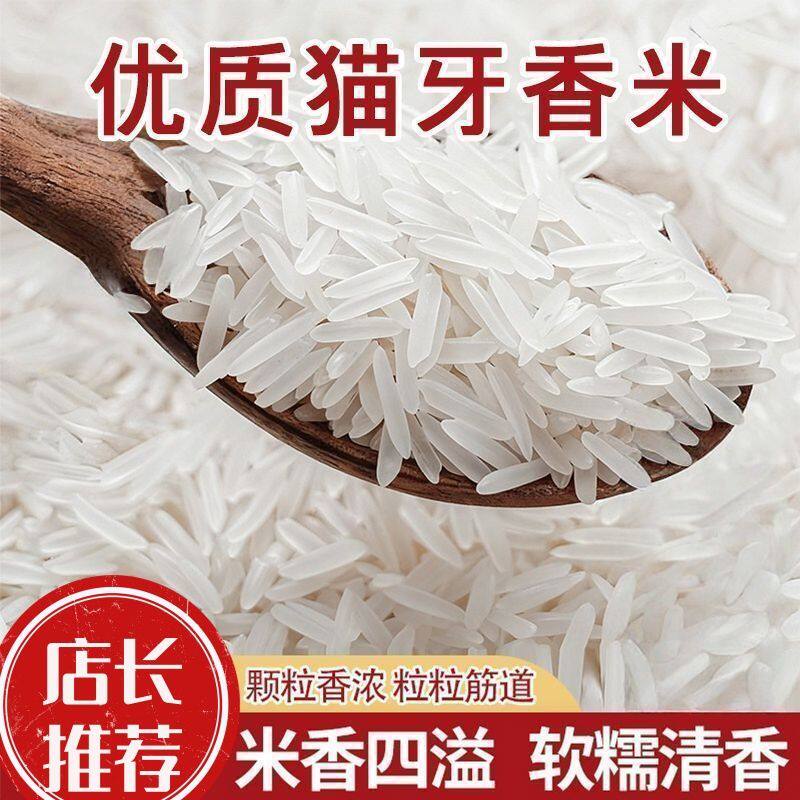 26年长粒猫牙香米正宗晚稻新米滋补养生饮家庭常备主食象牙长大米