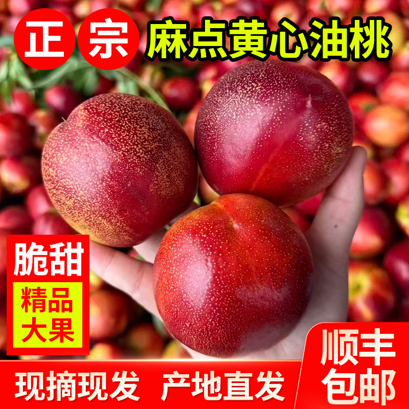 应季砀山麻点黄心油桃新鲜水果9斤脆甜大果现摘现发桃子新鲜水果