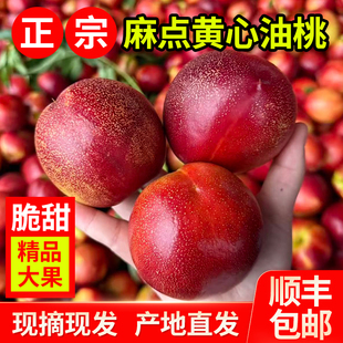应季砀山麻点黄心油桃新鲜水果9斤脆甜大果现摘现发桃子新鲜水果