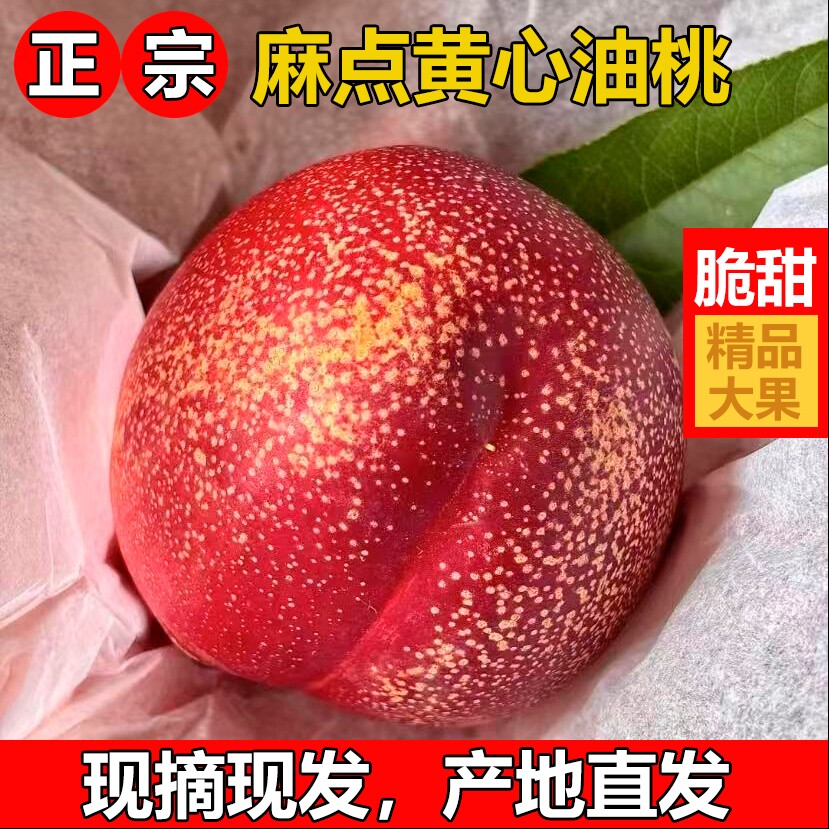 当季黄心油桃新鲜水果现摘现发桃子正宗麻点黄心油桃9斤新鲜蜜脆