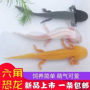 娃娃鱼是卵生还是胎生 娃娃鱼能在陆地上生活