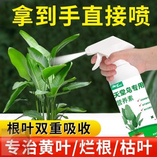 天堂鸟专用肥料营养液黄叶卷边绿植通用型盆栽室内植物花肥料家用