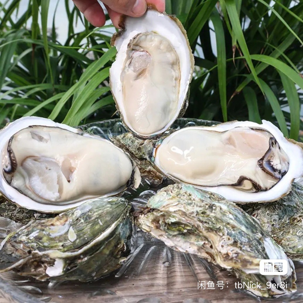 湛江特大10斤装鲜活带壳海蛎子