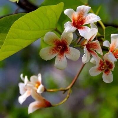 四川桐油树苗种植园林桐子树绿植下单现挖油桐树种苗包邮坏苗包赔