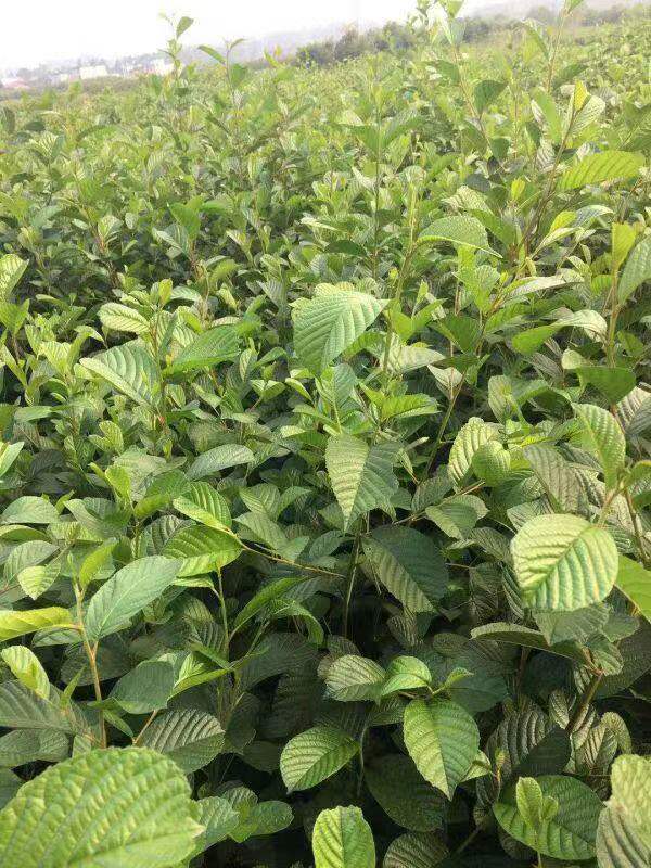 桤木苗水冬瓜树 水青凤 桤蒿 南方新鲜新款南方种植室外四川巴中