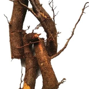 枇杷根 四川农家自采琵琶根中药材新鲜树根500g包邮自然晒干