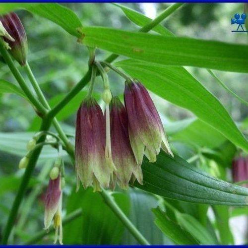 四川原生态新鲜当季万寿竹根百尾笋中药材倒足伞万寿竹根润肺包邮