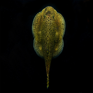 宝贝吃鱼屎的鱼