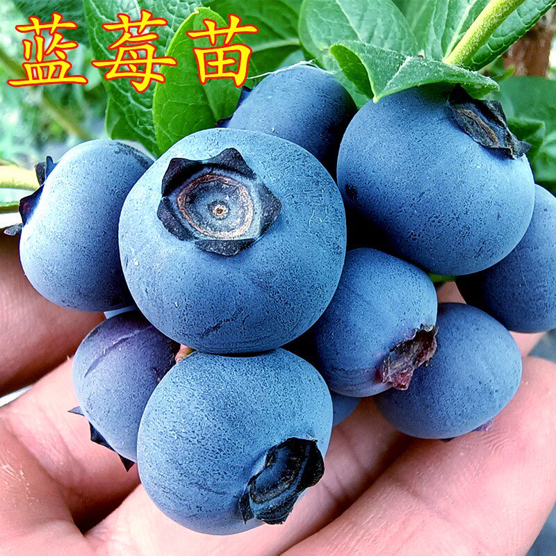 蓝莓树果苗特大带果南北方种植盆栽地栽当年结果带花苞兔眼蓝莓苗