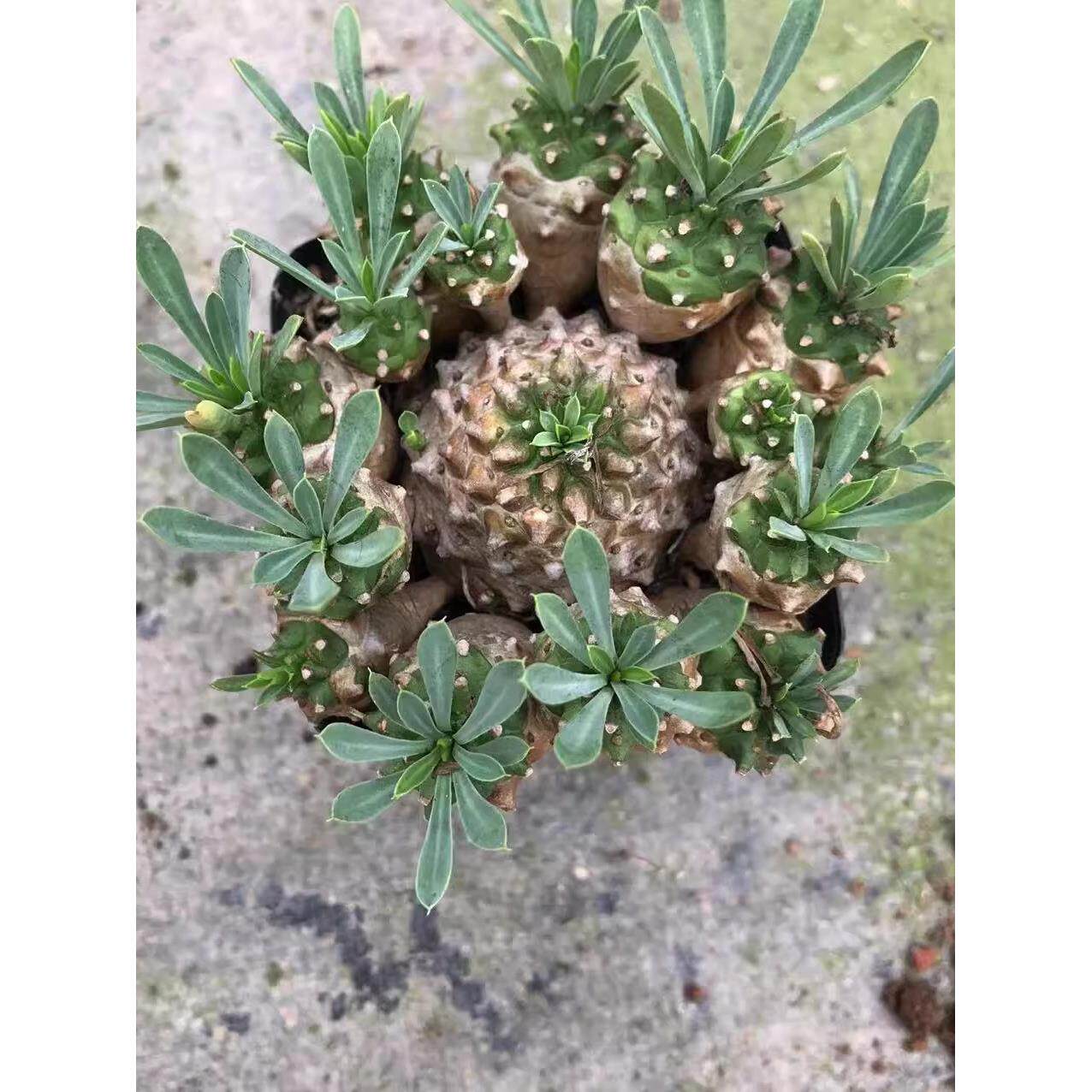 峨眉山多肉块根植物小菠萝盆栽铁甲麒麟大戟科室内办公室桌面绿植