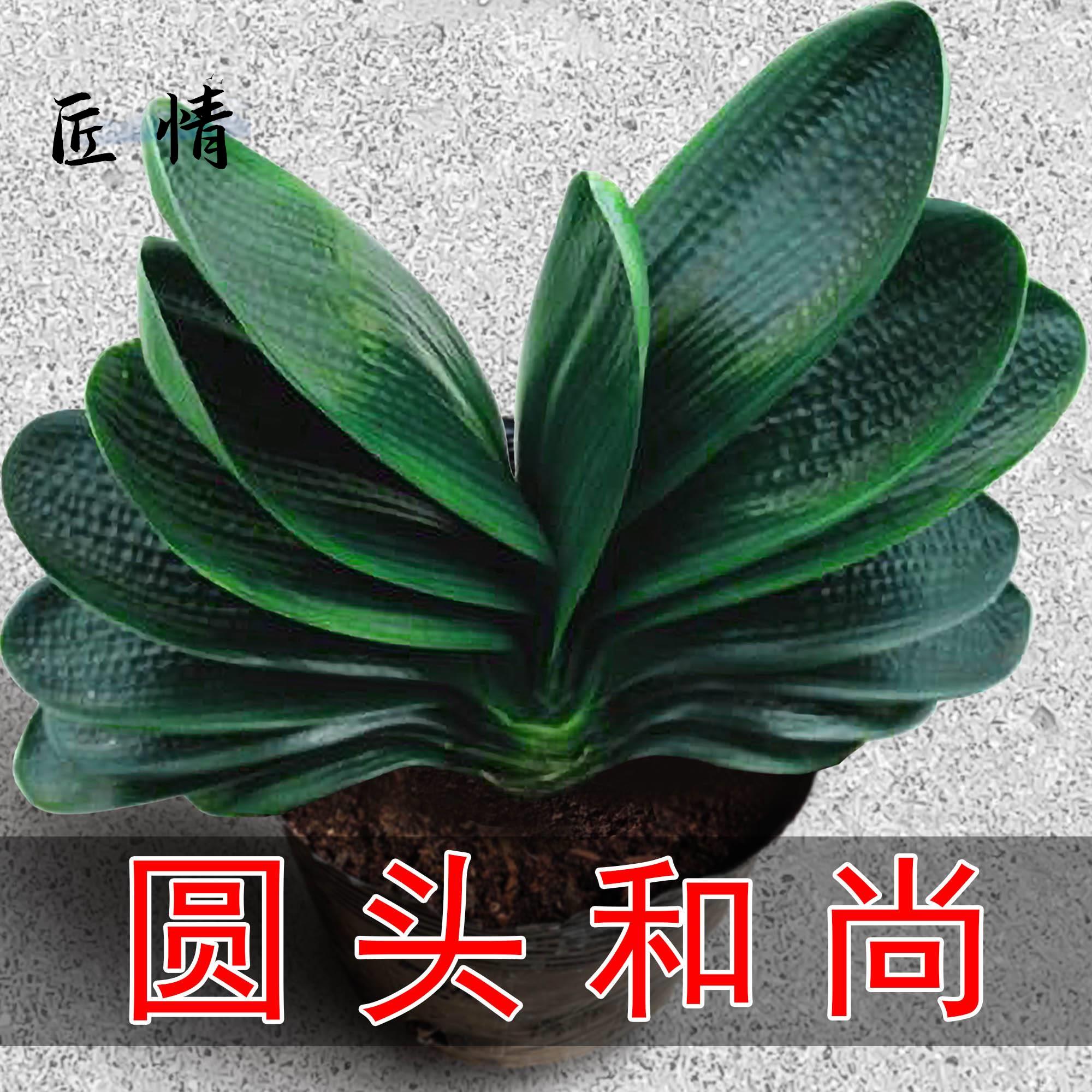 圆头和尚君子兰盆栽带花苞老苗大小苗四季花卉植物室内花绿植好养