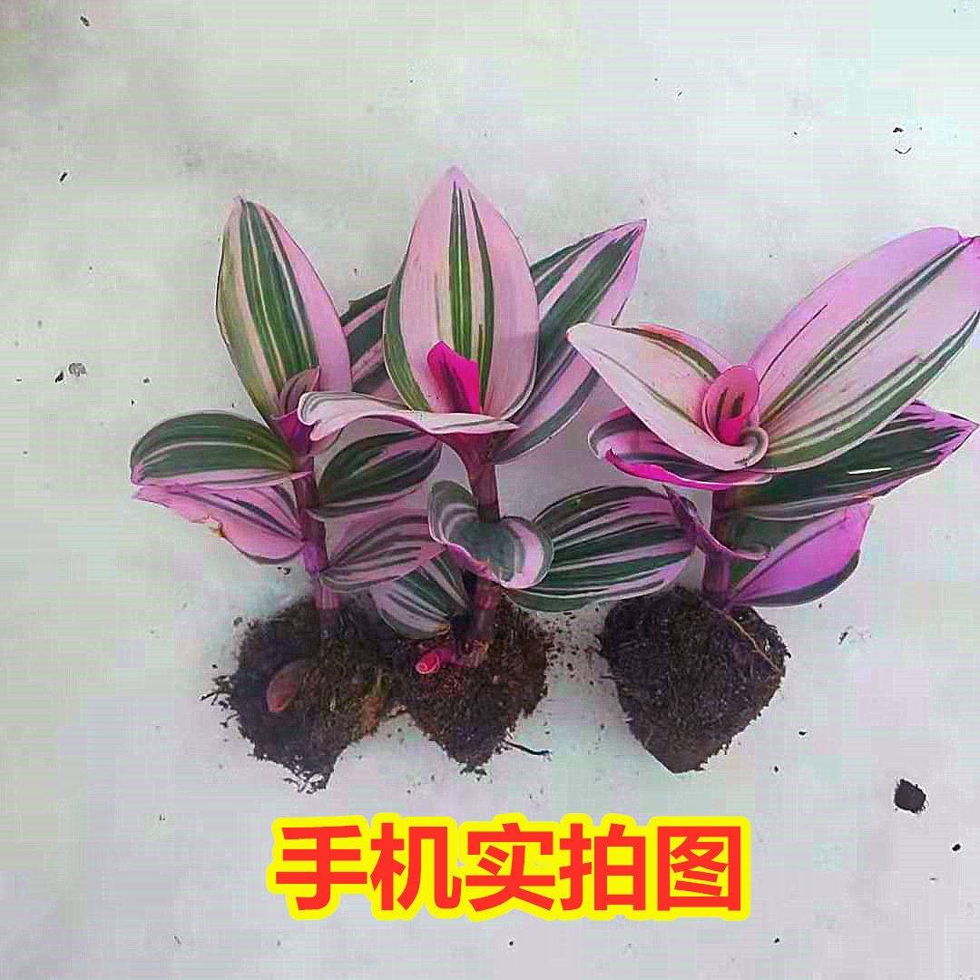 油画婚礼水培吊兰荷兰进口室内办公吸甲醛三色四季开花多肉植物
