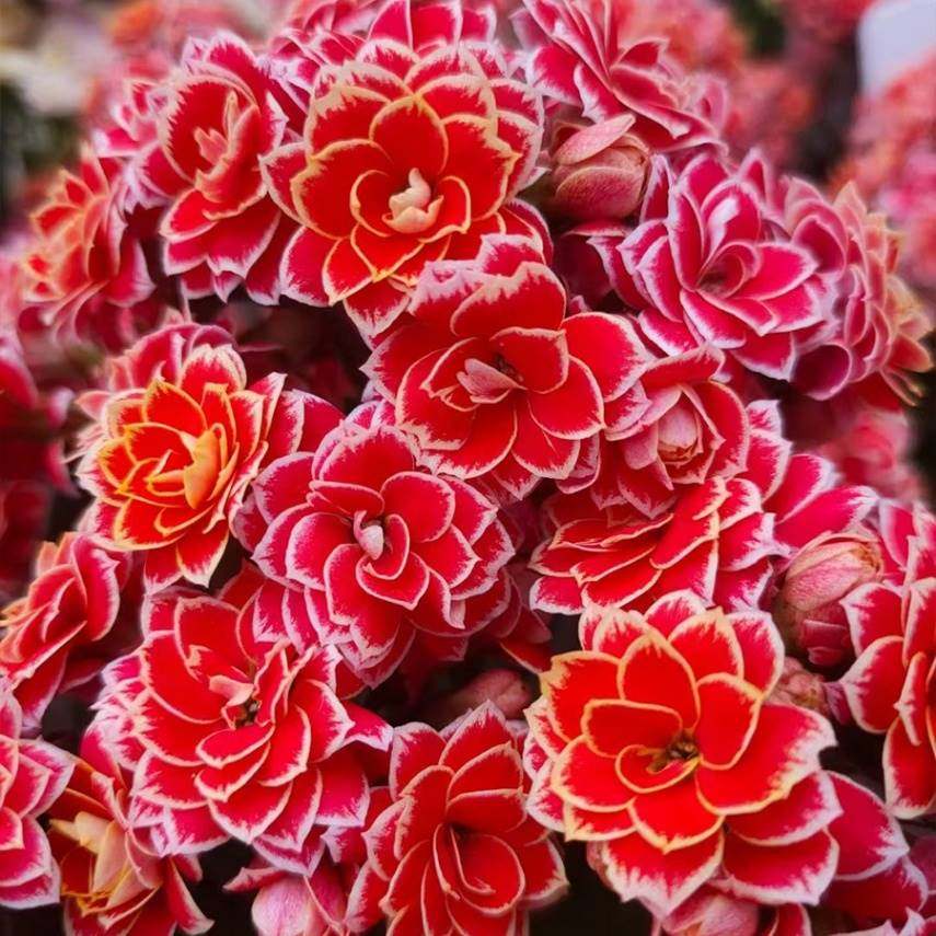 婉婉的花园长寿花盆栽重瓣花大花带花苞品种缤纷柠檬水果糖阳台