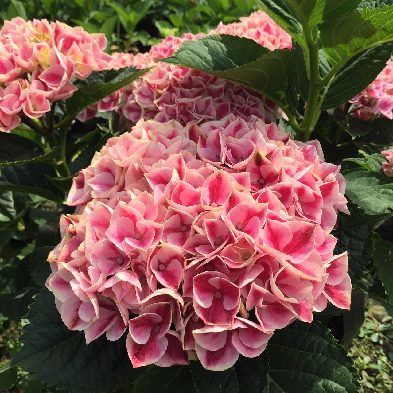 魔幻系列绣球魔幻精灵海洋革命水晶红宝石珊瑚城堡花苗花卉绿植