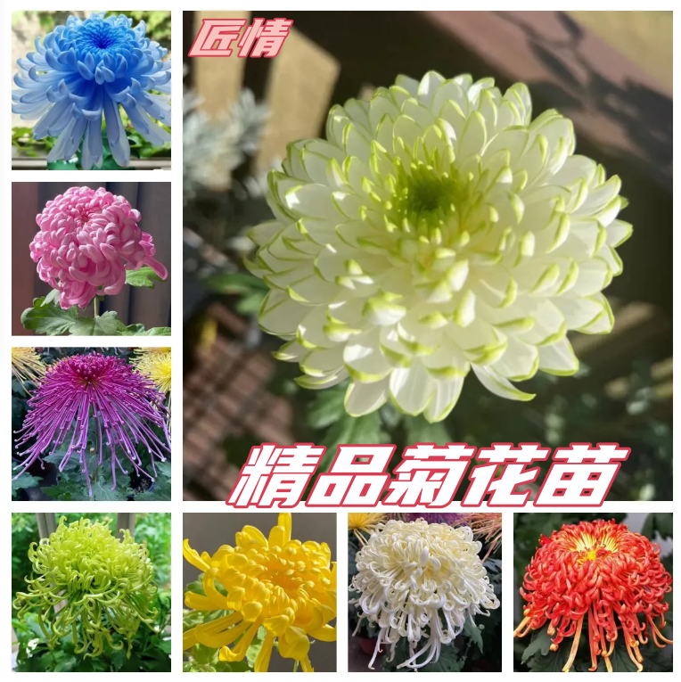 【菊花大全】精品多色四季菊花苗