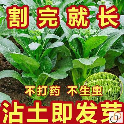 割完四季菜心种子盆栽耐热