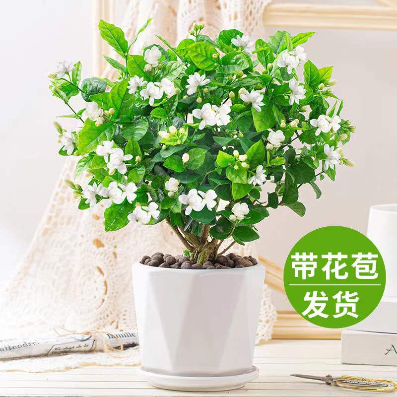 茉莉花苗盆栽四季开花好养