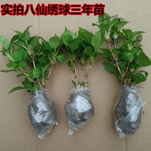 开花耐寒好养易成活 无尽夏绣球八仙花苗盆栽绿植室内阳台庭院四季