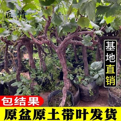 葡萄树苖巨峰阳光玫瑰蓝宝石葡萄苗庭院南方种植北方耐寒盆栽爬藤