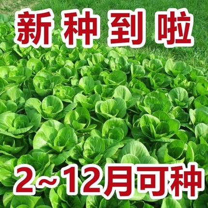 高产四季易种植小白菜种子种籽家庭园艺种植蔬菜种子菜种子