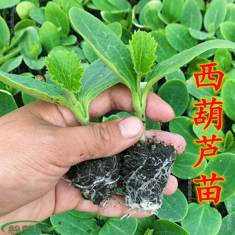 早熟西葫芦苗角瓜苗占瓜苗香蕉西葫芦苗丝瓜苗冬瓜苗高产种幼秧苗