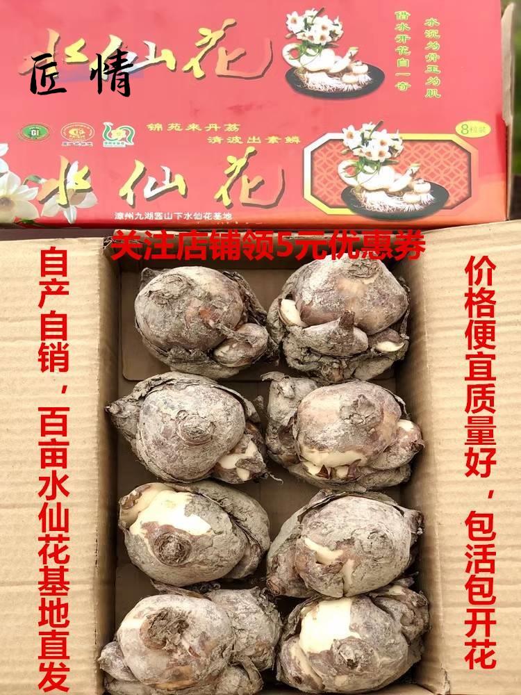 漳州水仙花种球阳台水培水养植物四季花种子室内花卉盆栽易养