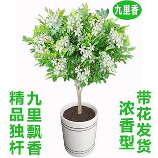 九里香老桩浓香驱蚊花卉盆栽易活好养植物七里香树苗阳台四季 开花